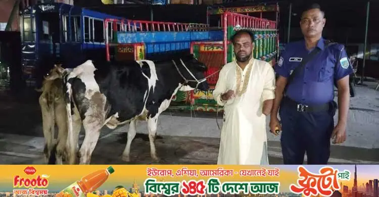 পাবনায় যুবদল কর্মীর বাড়ির আন্ডারগ্রাউন্ড থেকে চুরি হওয়া ২ গরু উদ্ধার