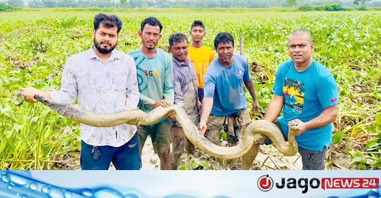 হাইল হাওরের ধানখেত থেকে অক্ষত অবস্থায় অজগর উদ্ধার