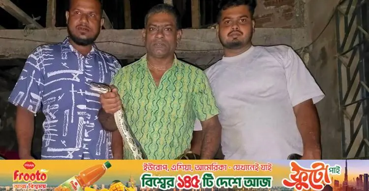 সিলিং থেকে ১২ ফুট লম্বা অজগর উদ্ধার, শ্রীমঙ্গলে ভীতি