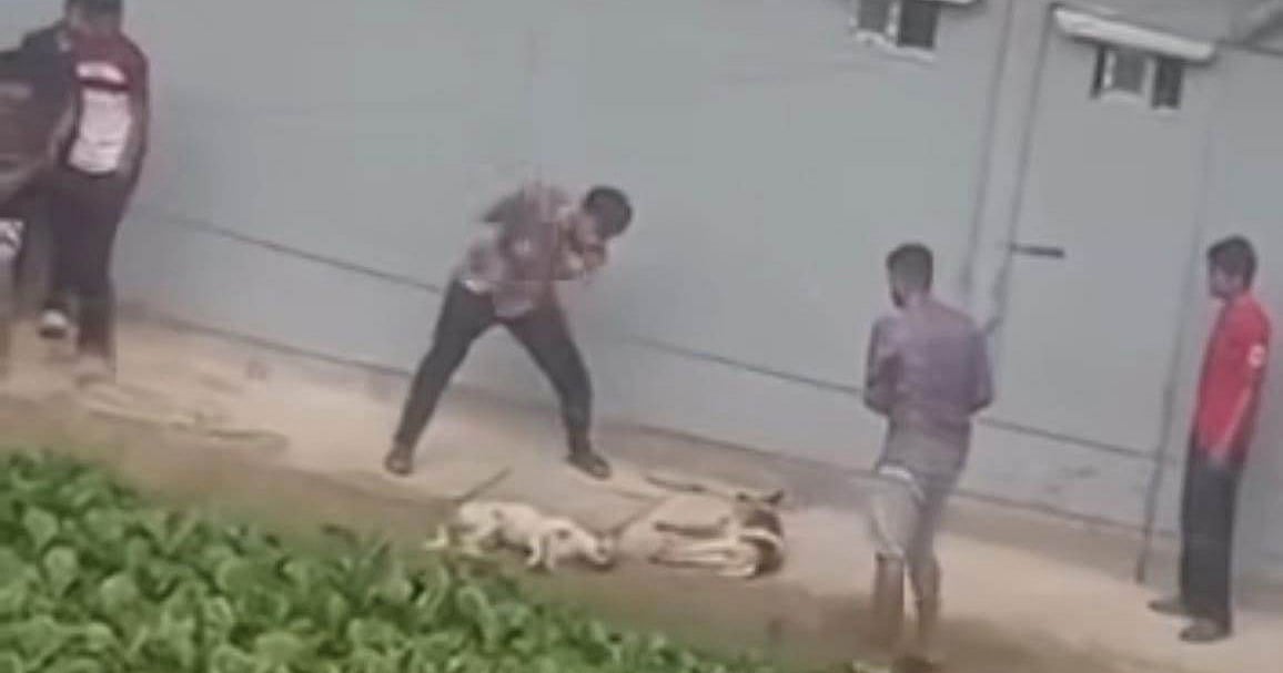 চট্টগ্রামে দুটি কুকুরকে পিটিয়ে হত্যার ভিডিও ভাইরাল, শাস্তির দাবি